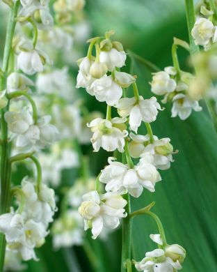 Kerrattu jalokielo Prolificans 5 kpl