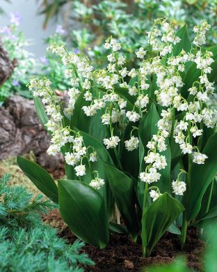 Kerrattu jalokielo Prolificans 5 kpl