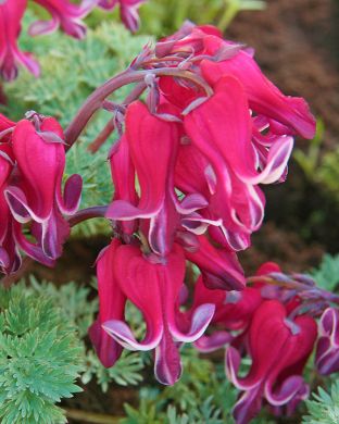 Pikkusydän Red Fountain 3 kpl