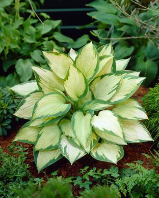 Kuunlilja Paul´s Glory 5 kpl