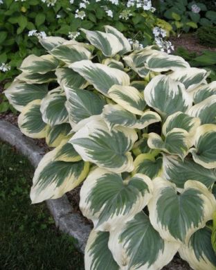 Kuunlilja Victory 3 kpl