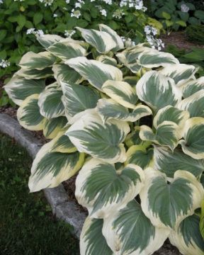 Kuunlilja Victory 3 kpl