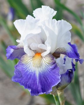 Tarhakurjenmiekka Ruban Bleu 3 kpl