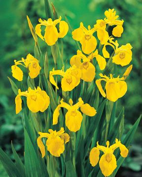 Keltakurjenmiekka 5 kpl