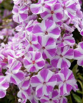 Syysleimu Candy Twist 5 kpl