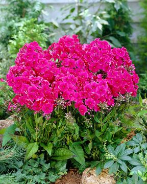 Syysleimu Miss Mary 5 kpl