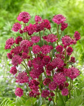 Isotähtiputki Milano 3 kpl