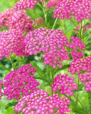 Punakärsämö Lilac Beauty 5 kpl