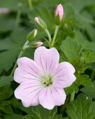 Jalokurjenpolvi Dreamland 3 kpl