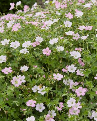 Jalokurjenpolvi Dreamland 3 kpl