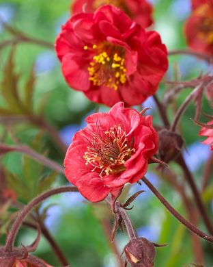 Tarhakellukka Flames of Passion 3 kpl