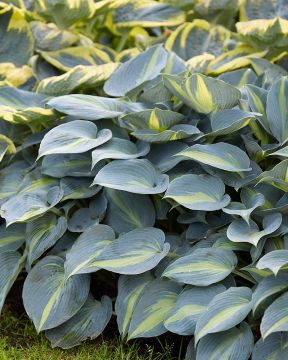 Kuunlilja Catherine 3 kpl