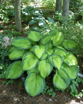 Kuunlilja Dance With Me 3 kpl