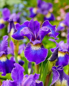 Loistokurjenmiekka Golden Edge 3 kpl