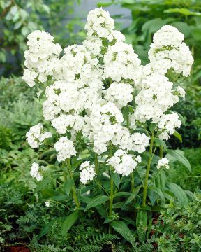 Syysleimu Junior Fountain 5 kpl