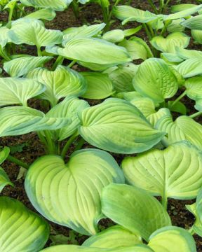 Kuunlilja Guacamole 5 kpl