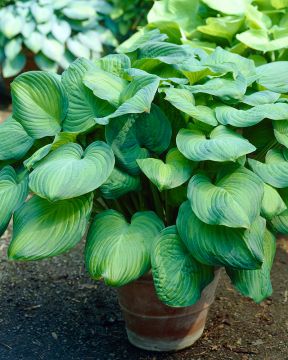 Kuunlilja Guacamole 5 kpl