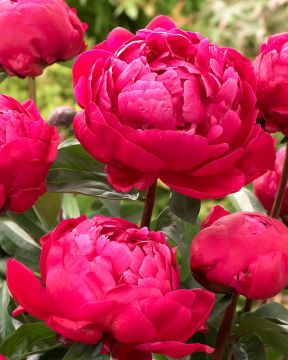 Kiinanpioni Red Sarah Bernhardt 