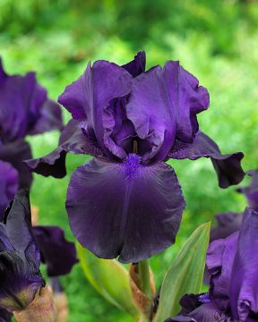 Tarhakurjenmiekka Matinata 3 kpl