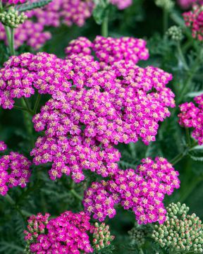 Punakärsämö Cerise Queen 5 kpl