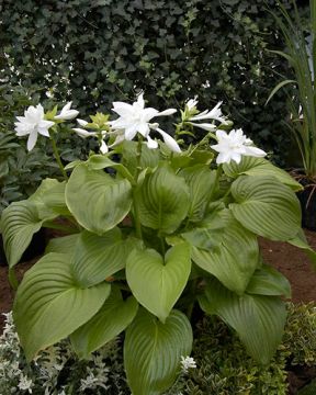 Kuunlilja Venus 3 kpl