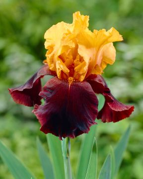 Tarhakurjenmiekka Supreme Sultan 5 kpl