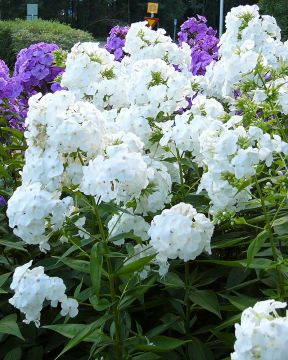 Syysleimu White Admiral 3 kpl