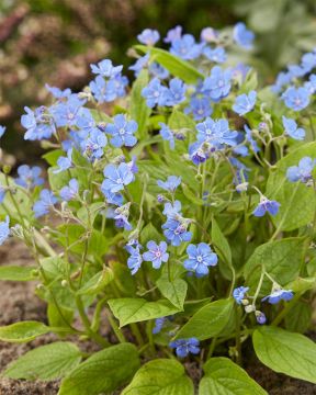 Kevätkaihonkukka 3 kpl