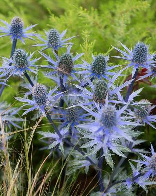 Sinipiikkiputki 5 kpl