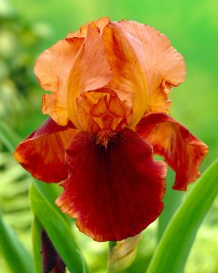 Tarhakurjenmiekka Natchez Trace 3 kpl