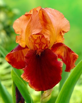 Tarhakurjenmiekka Natchez Trace 3 kpl