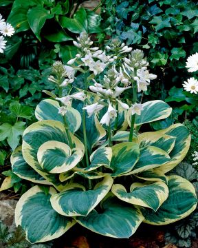 Kuunlilja Snow Cap 3 kpl