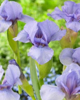 Pikkukurjenmiekka Rain Dance 3 kpl