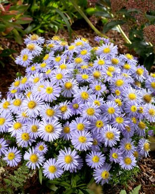 Reunusasteri Lady in Blue 5 kpl