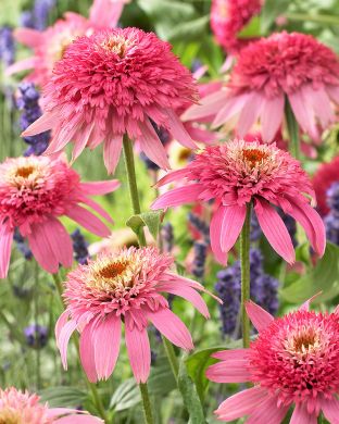 Kaunopunahattu Pink Double Delight 3 kpl