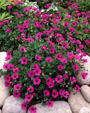 Etelänkurjenpolvi 3 kpl