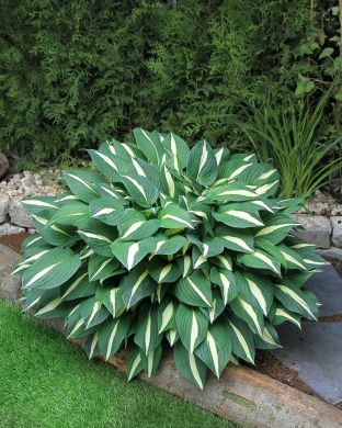 Kuunlilja Risky Business 3 kpl