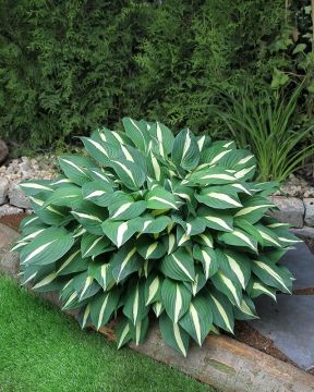 Kuunlilja Risky Business 3 kpl