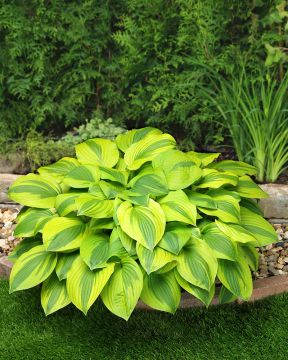 Kuunlilja Velvet Moon 3 kpl