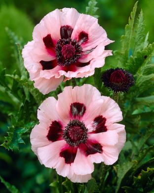 Idänunikko Little Dancing Girl 3 kpl