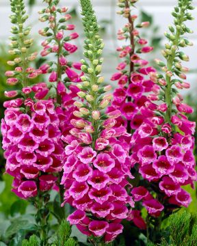 Sormustinkukka Virtuosa Rose 3 kpl