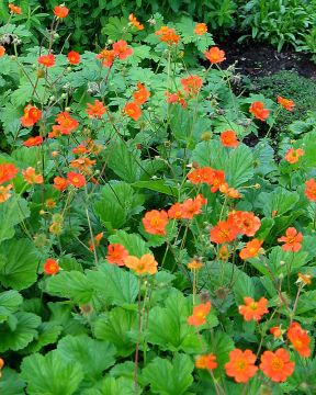 Tulikellukka Borisii 3 kpl