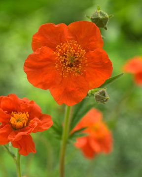 Tulikellukka Borisii 3 kpl