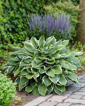 Kuunlilja Francee 3 kpl