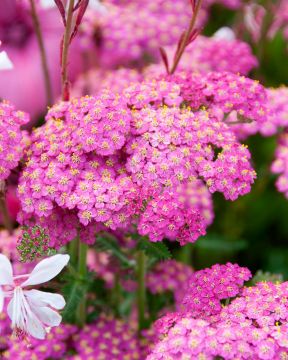 Koralliparatiisi-perennapenkki 27 kpl