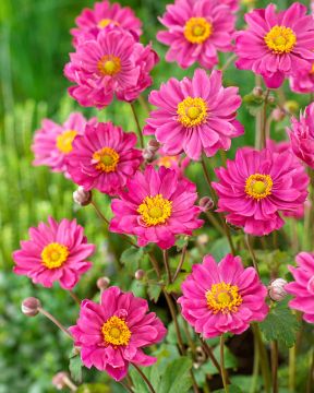 Tarhasyysvuokko Margarete 3 kpl