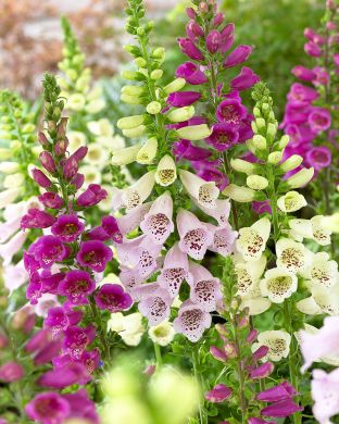 Sormustinkukka Camelot mix 5 kpl