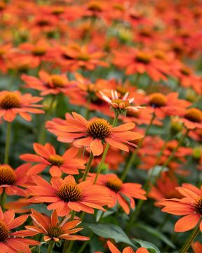 Kaunopunahattu Lakota Orange 3 kpl