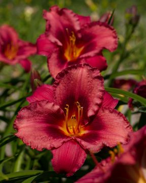 Päivänlilja Jazz Dance 3 kpl