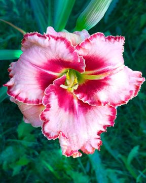 Päivänlilja Lies and Lipstick 3 kpl